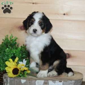 Vanilla, Bernedoodle Puppy
